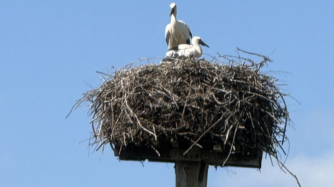 Störche im Nest | © Pfalzwerke / Muench