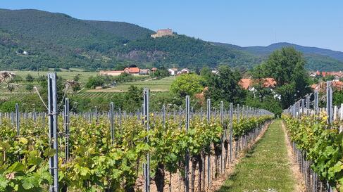Blick auf das Hambacher Schloss im Vordergrund Weinberge | © Pfalzwerke / Muench Blick auf das Hambacher Schloss im Vordergrund Weinberge | © Pfalzwerke / Muench