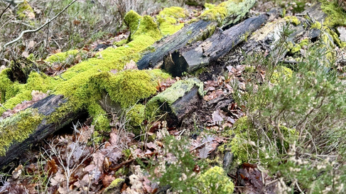 In diesen Totholzinseln können sich Insekten und andere Lebewesen heimisch fühlen.