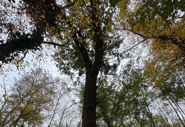 Gemeinsam für den Wald: Alte Eichen in Schwegenheim geschützt