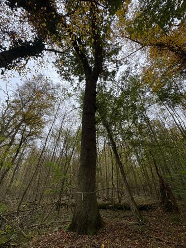 Alte Eiche im Schwegenheimer Wald wird gerettet. Bildnachweis: © Pfalzwerke