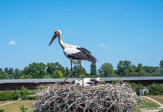 Pfalzwerke Netz AG unterstützt Storchenberingung in Otterstadt
