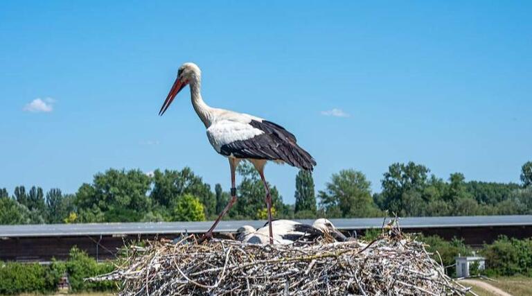 Pfalzwerke Netz AG unterstützt Storchenberingung in Otterstadt