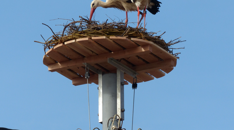 Störche willkommen – aber sicher! Schutzmaßnahmen im Pfälzer Glantal