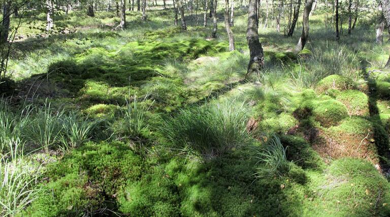 Moorschutz ist Klimaschutz