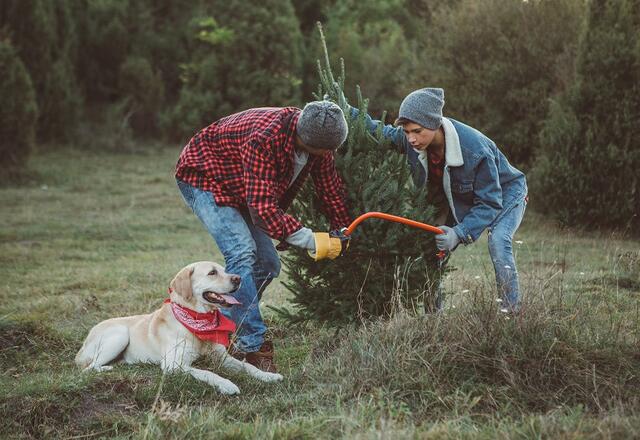Weihnachtsbaum selber schlagen: Die besten Adressen in der Region
