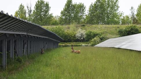 Rehe_neben_Solarpanelen