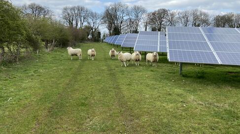 Schafe_neben_Solarpanelen